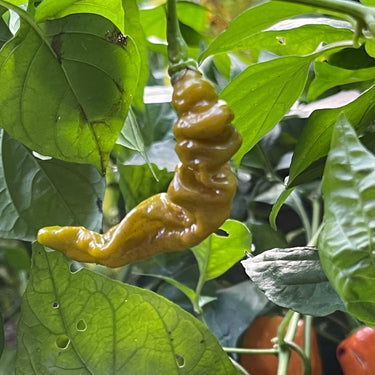 Habanero Lightning Mustard - Seeds - The Pepper Pantry (Formerly Marie Sharp's)
